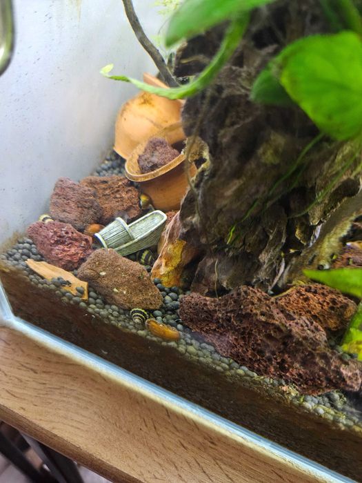 Новое потомство улиток- Хелен