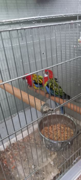 Papagali rosella, nimfe, peruși