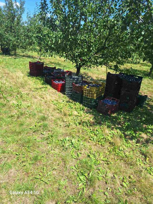 Vand prune de țuica din livada proprie