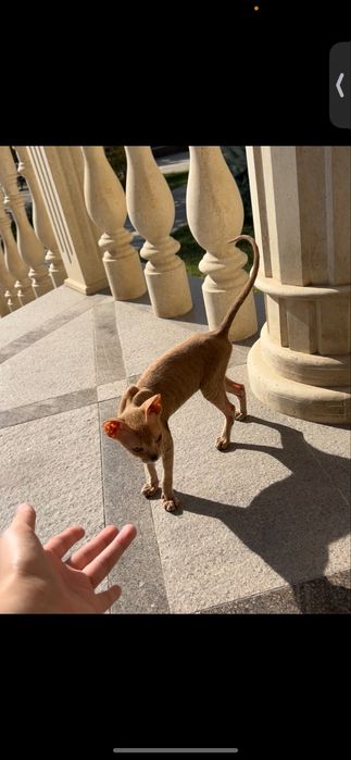 Канадский сфинкс котенок