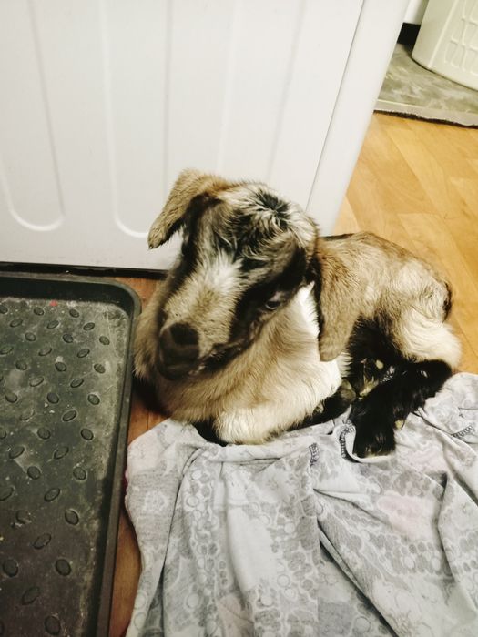 Продам красивого козлика