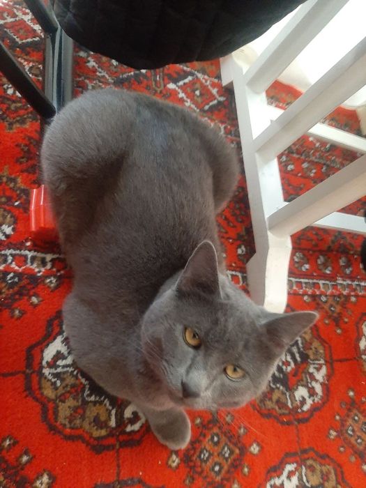 Мушук боласи сотилади