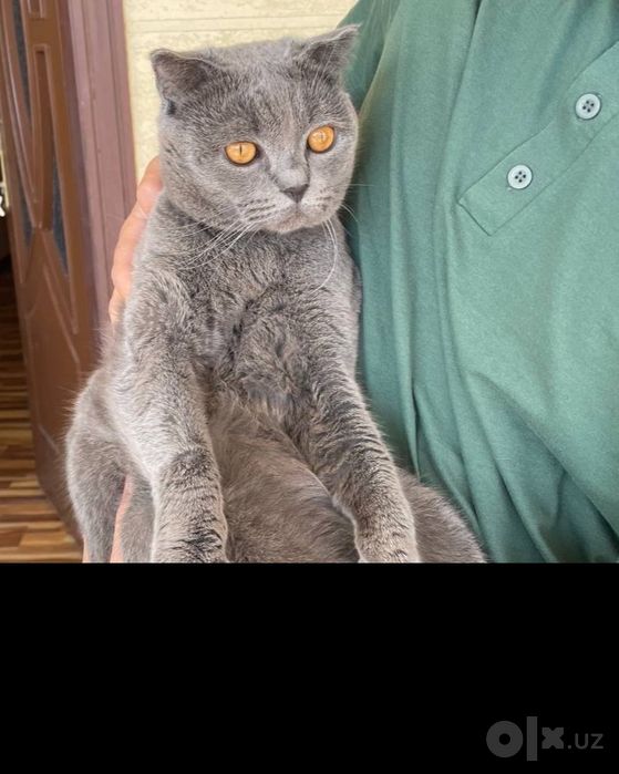 Скоттиш фолд Вязкага