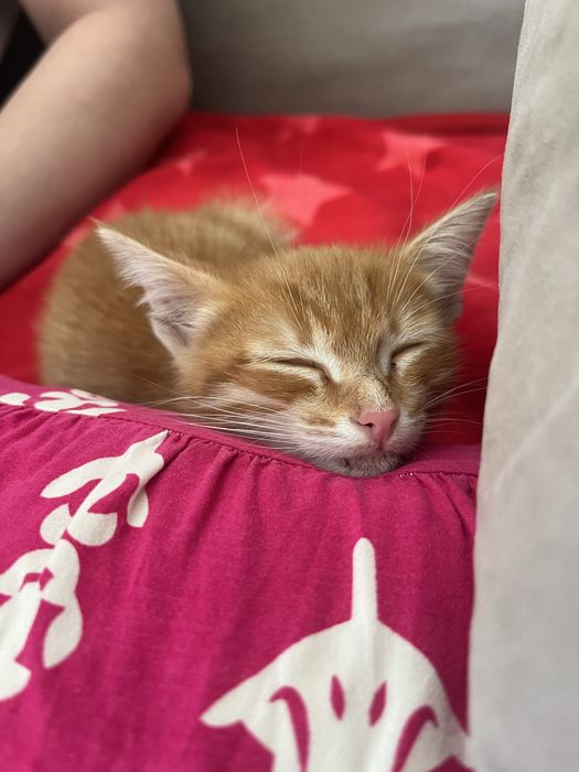 Котенок, девочка