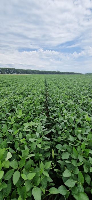 Соя сорт «ЖАНСАЯ»