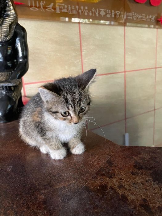 Отдам котёнка в семью