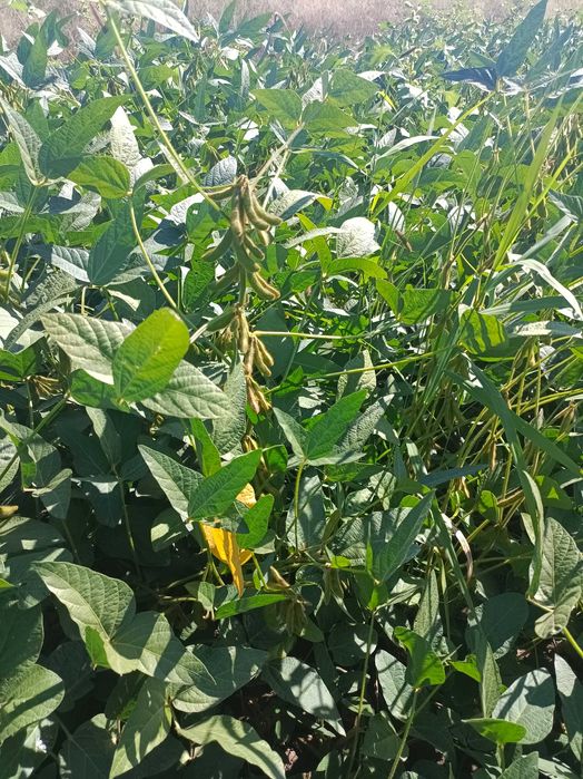 Семена соя (бобы)