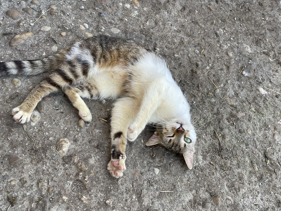 Ofer spre adoptie 4 pisicute si un motan