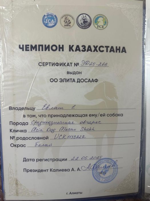 Продается Алабай