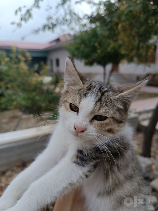 Ayol mushuk qoʻlga oʻrgatilgan aqilli ovqat tanlamaydi