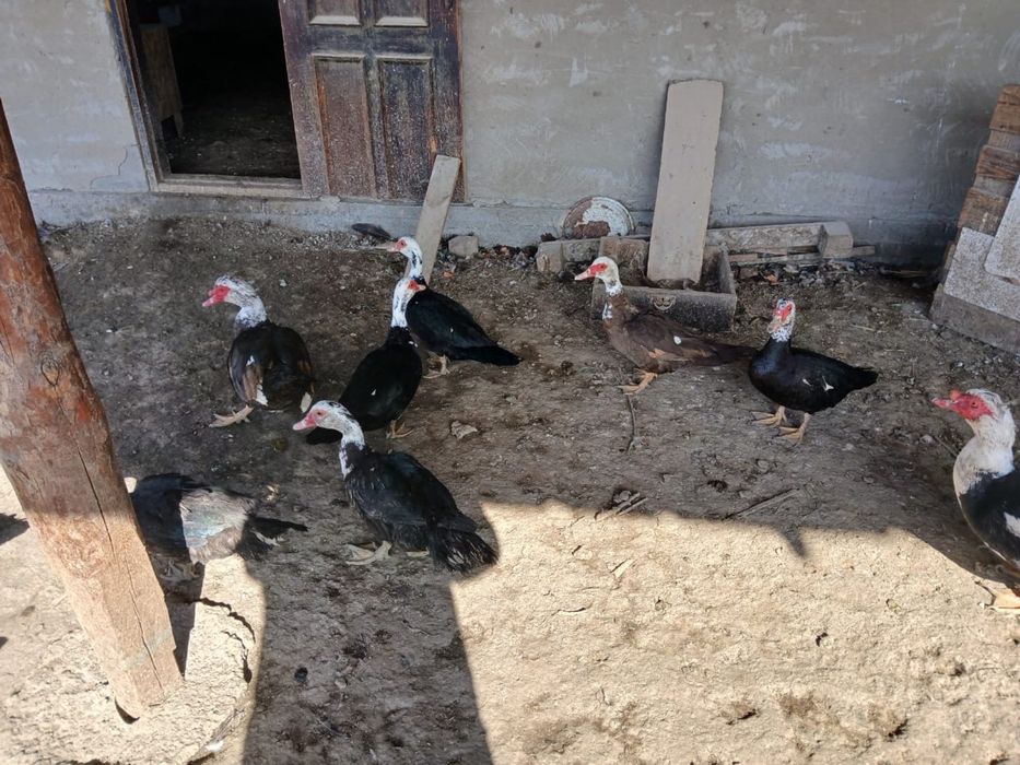 Продам Самки индоутки