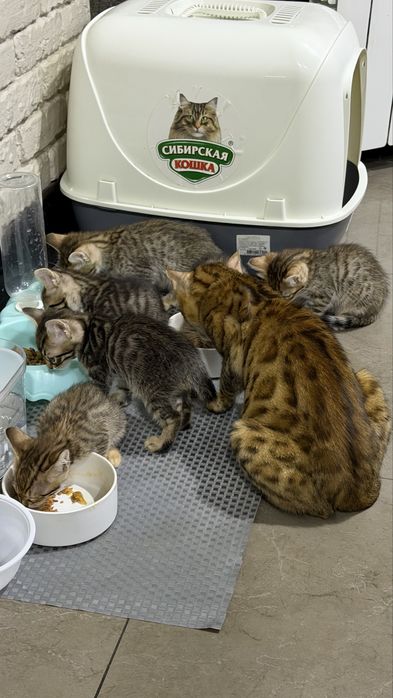 Бенгальские кошки ,Котята.