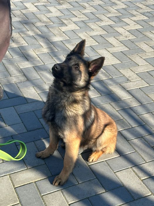 Femelă Malinois 6 luni cu pedigree tip A