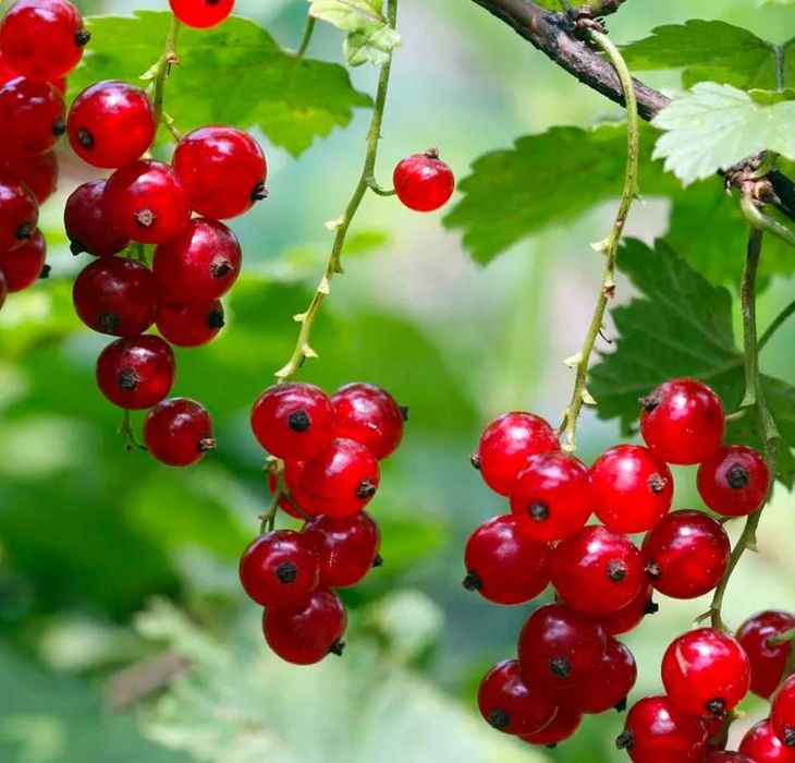Продам красную смородину