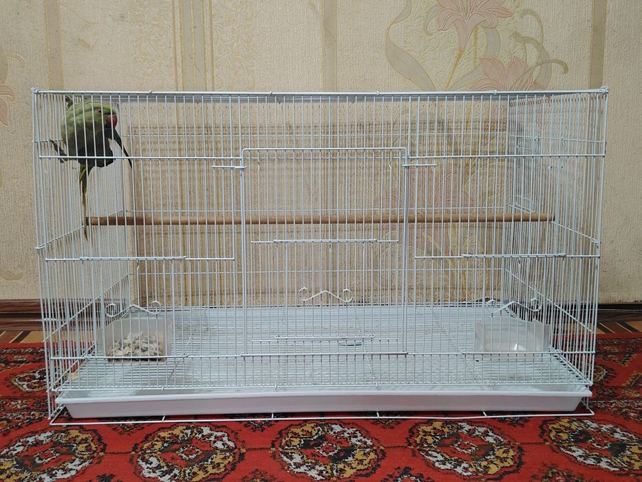 Ожереловый попугай продаётся с клеткой