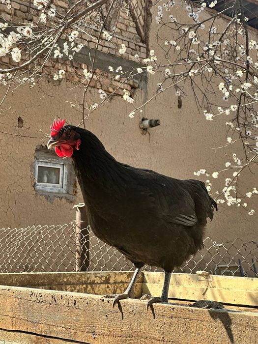 Avstralop tuhumlari donasi 10ming som