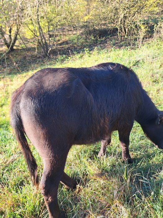 Vind 2 juninci  de bivol