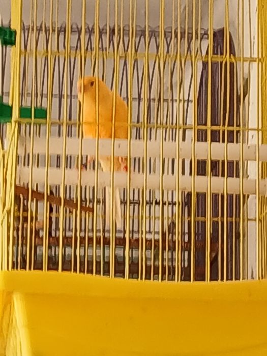 Кенары и канарейки.