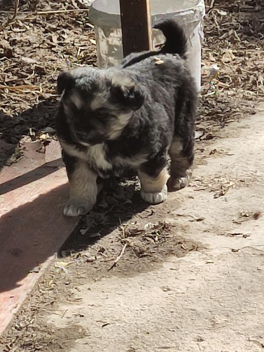 Щенки злые месяц от роду