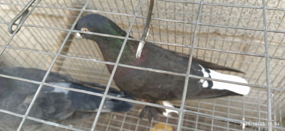 Молодая пара Такла гибрид