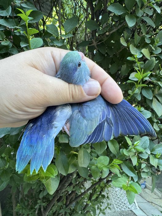 Papagali Forpus Coelestis (Micul Celest)