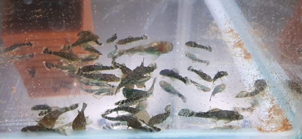 Ancistrus clasic baby