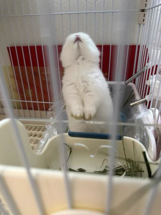 Siz yoqtiradigan karlik quyonchalari