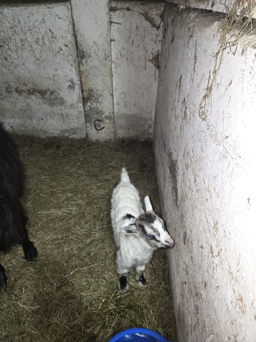 3 Capre fatate cu iedute!