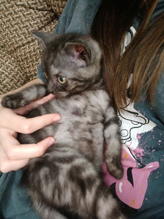 продам Котёнка  мальчика