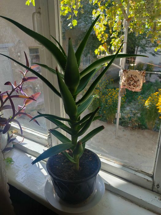 цветы: герань, алоэ вера, лилии и другие