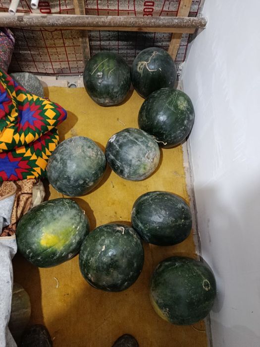 Карбыз жаксы сакланып турыпты
