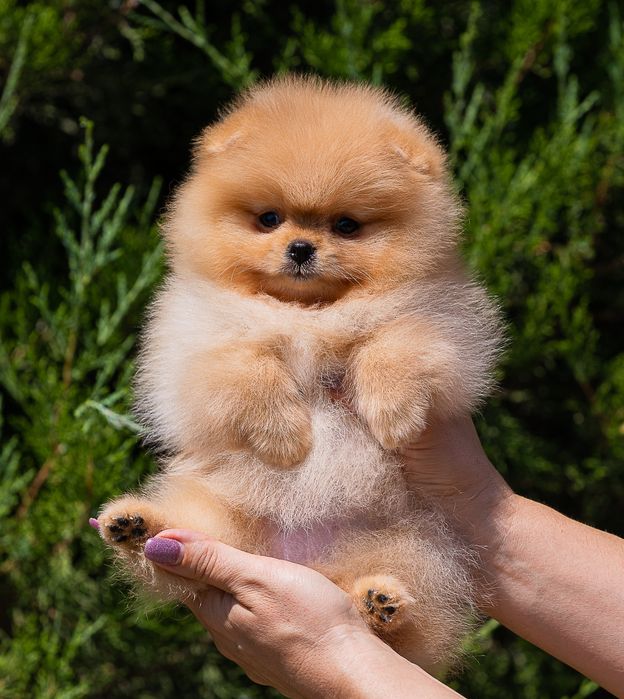 Щенки померанского шпица