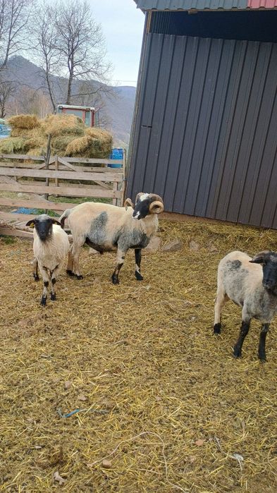 Vand berbec stramior