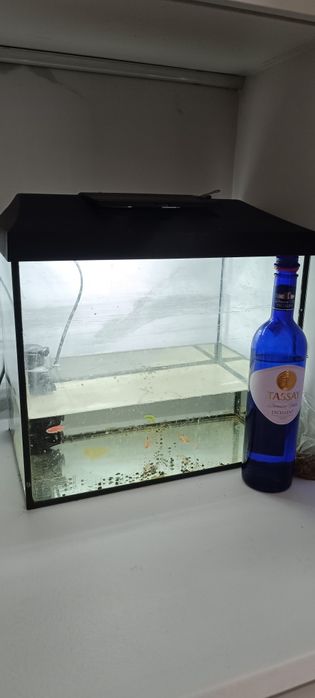 Аквариум с рыбками