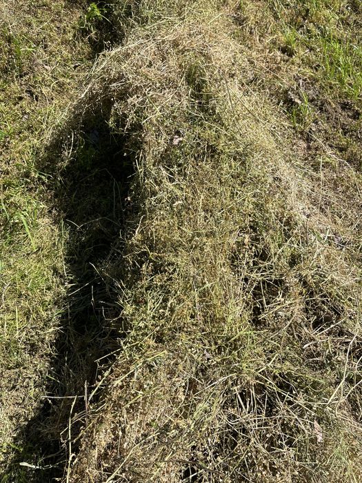 Продавам Бали Царевичак,Сено и Люцерна реколта 2025