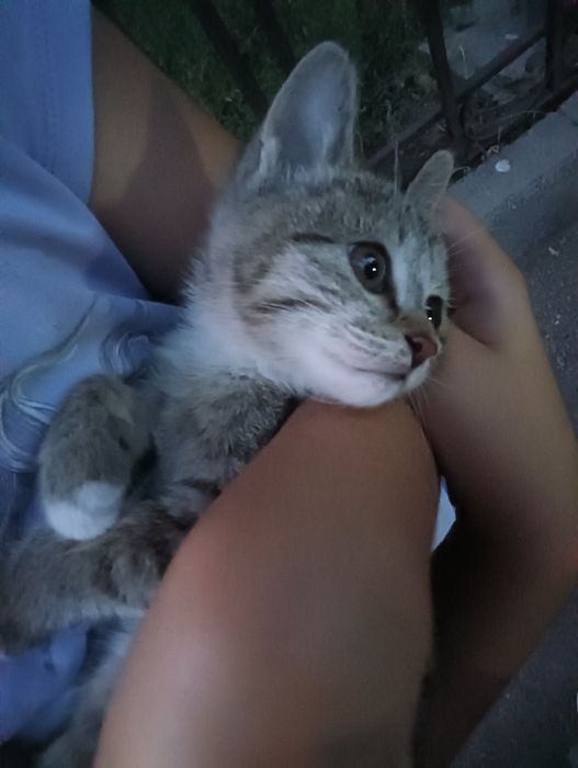 Кошечку в добрые руки