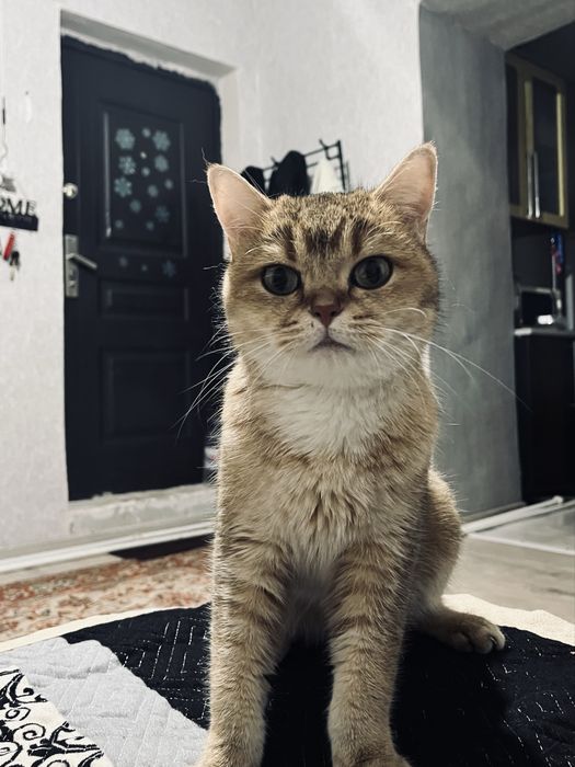 Отдам в добрые руки