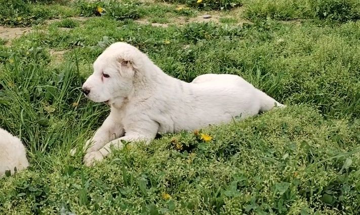 Алабай Тозаларидан еркак