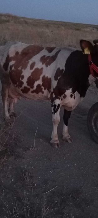 Vand vacă  de talie mijlocie, are 6 viței , gestanta in 4 luni,