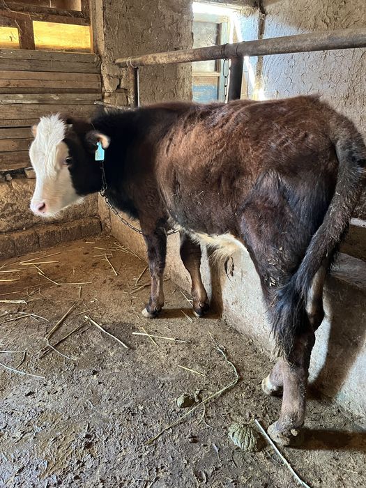 Бука сотилади сментал гибрит соглом