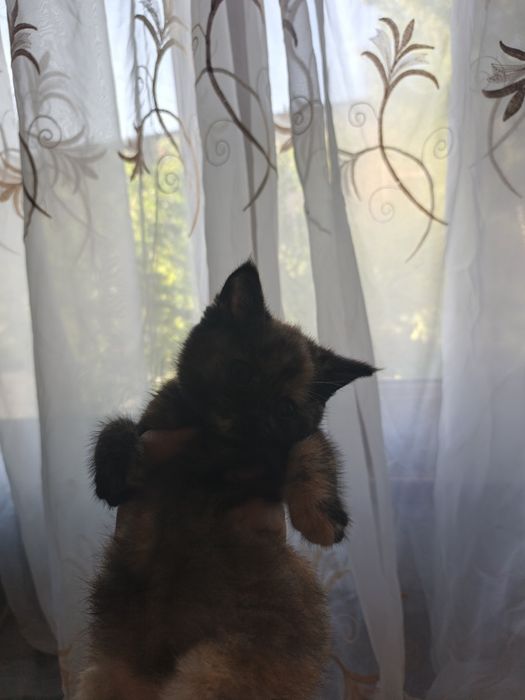 Mushukchalar sotiladi!