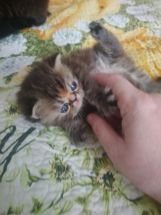 Продам котенка экзот