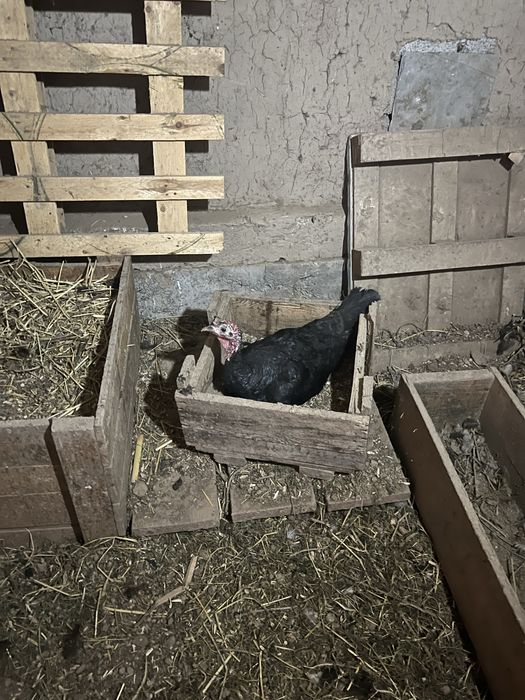 Kurka va quyonlar sotiladi