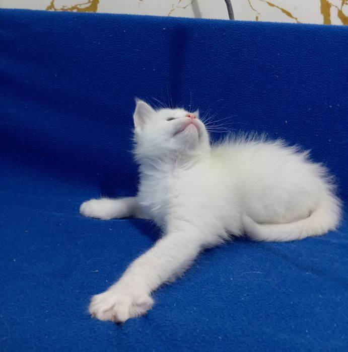 Котята породы Мейн Кун