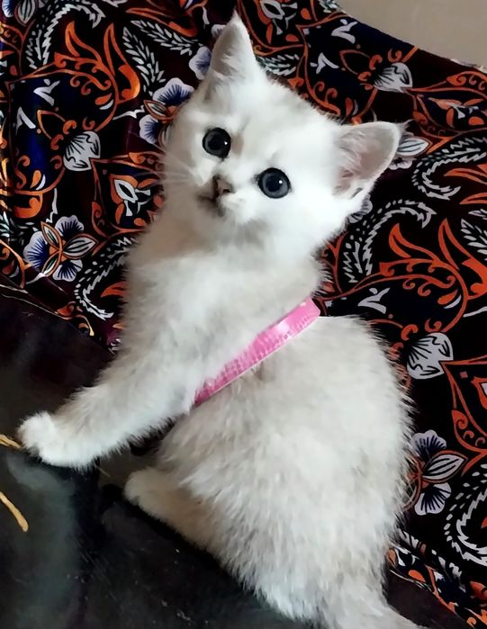 Биртаниский серебро шиншила сирочник сотлади