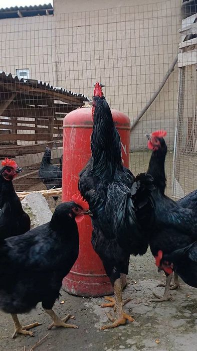 Qora shaxzoda zotli tovuq tuxumlari sotiladi