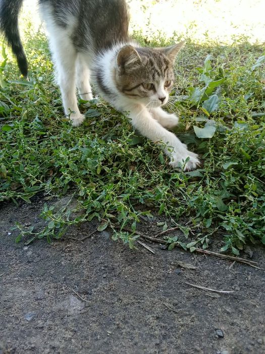 Котенок мальчик бесплатно