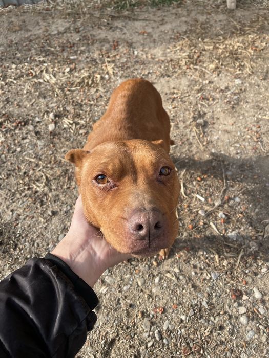 Питбуль чистокровная девочка