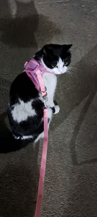 Потеряли Кошечка Жума