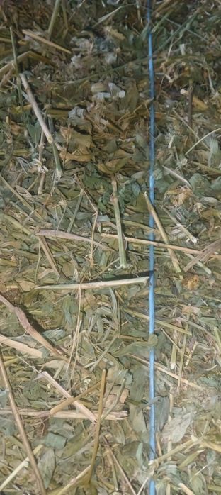 Vând lucerna și floara soarelui